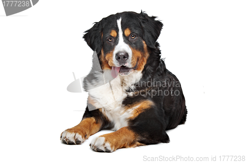 Image of Bernese Mountain Dog