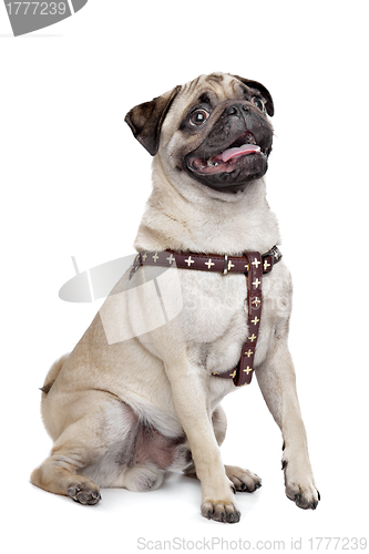 Image of Pug dog