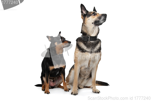 Image of Two mixed breed dogs