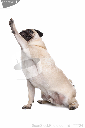 Image of Pug dog