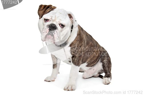 Image of Old English Bulldog