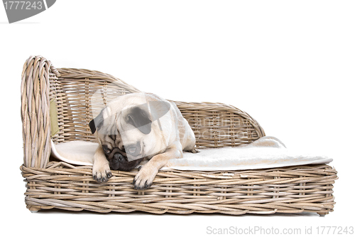 Image of Pug on a luxury bed