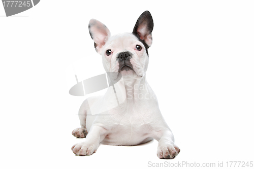 Image of French Bulldog puppy