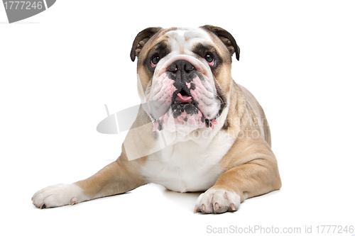 Image of English Bulldog