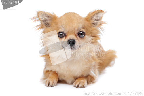 Image of Brown long haired chihuahua