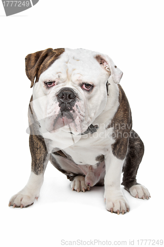 Image of Old English Bulldog