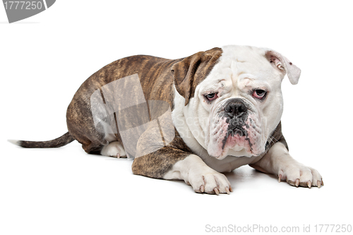 Image of Old English Bulldog