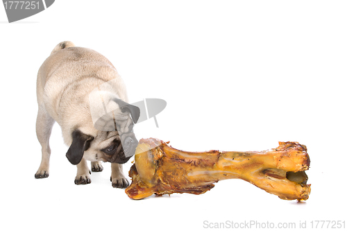 Image of Pug with a huge bone