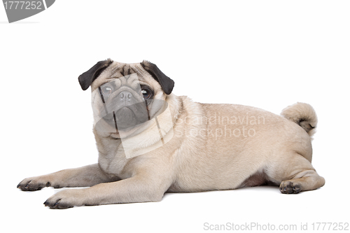 Image of Pug dog