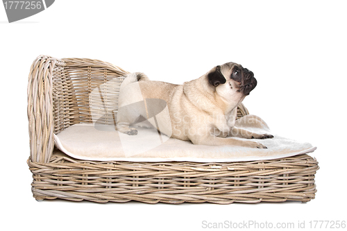 Image of Pug on a luxury bed
