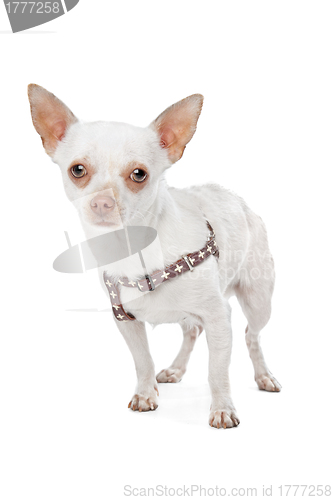 Image of White Chihuahua