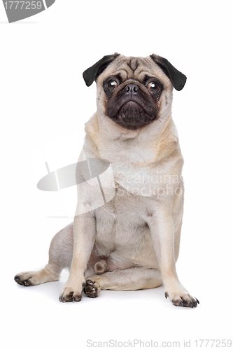 Image of Pug dog