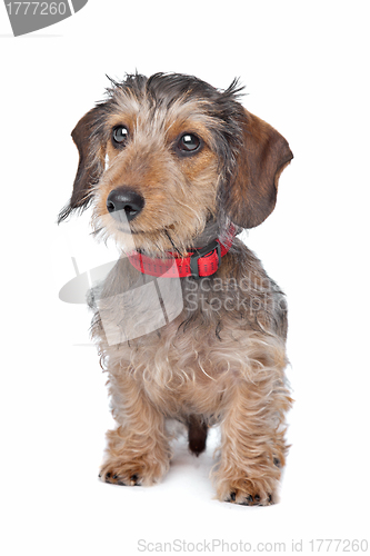 Image of Wire-haired Dachshund