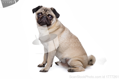 Image of Pug dog