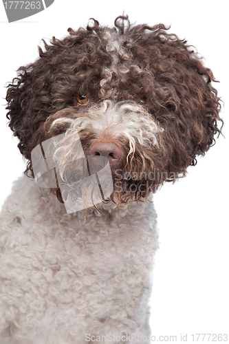 Image of lagotto romagnola