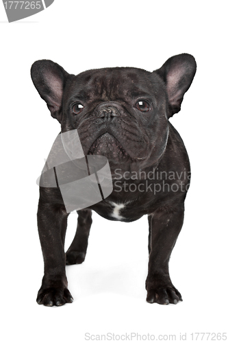 Image of Dark brown French bulldog