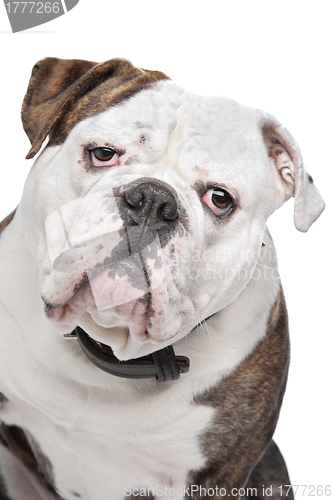 Image of Old English Bulldog