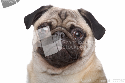 Image of Pug dog