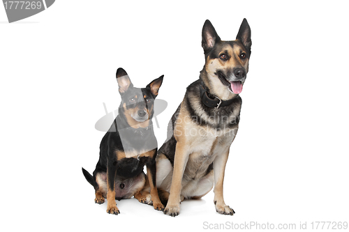 Image of Two mixed breed dogs