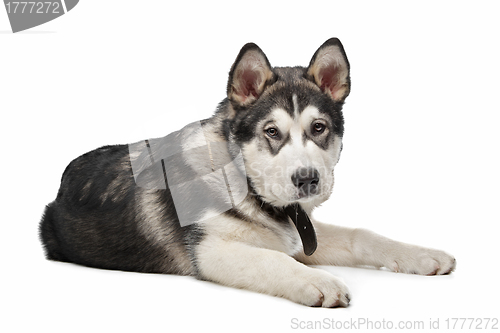 Image of Alaskan Malamute puppy