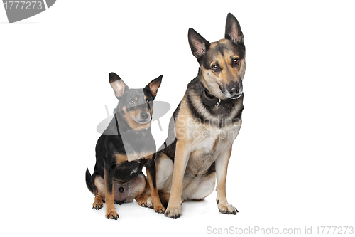 Image of Two mixed breed dogs