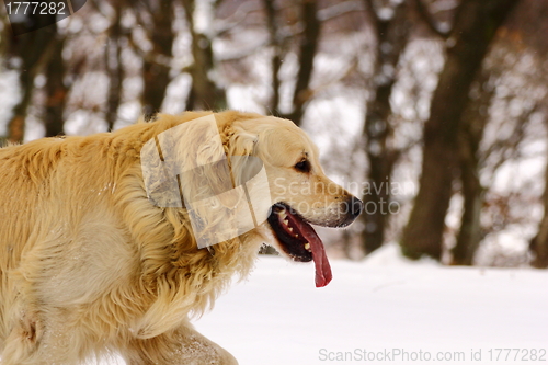 Image of golden retriever