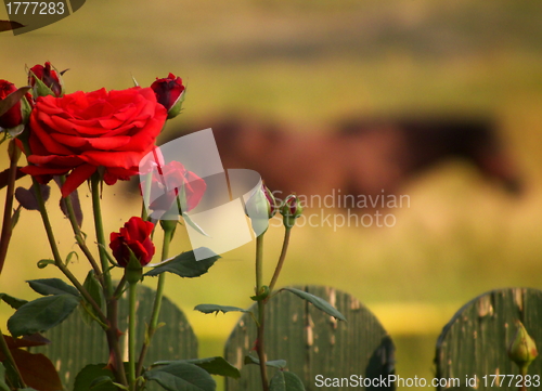 Image of red rose