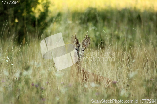 Image of roebuck in big grass