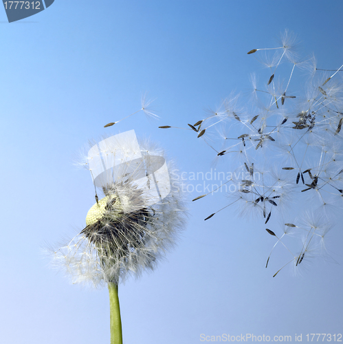 Image of dandelion blowball and flying seeds