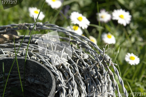Image of roll of barbwire and daisy flowers