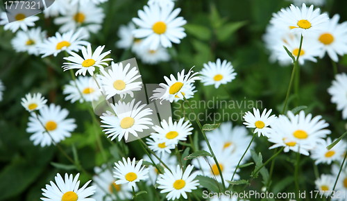 Image of Wild daisies