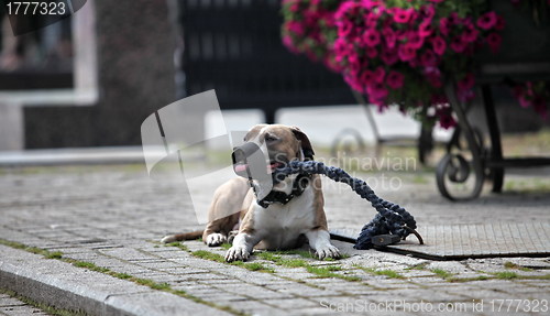 Image of pit bull