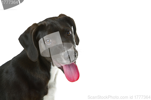 Image of Black Labrador puppy