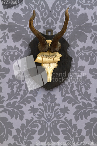 Image of Old antlers 