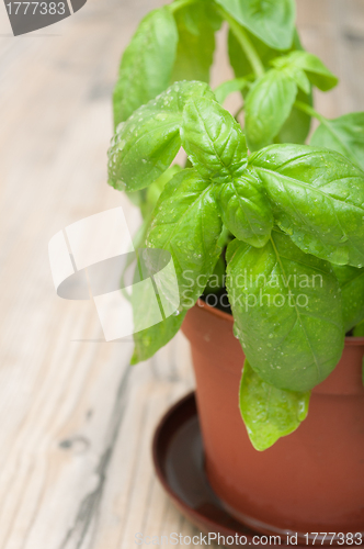 Image of Potted Basil