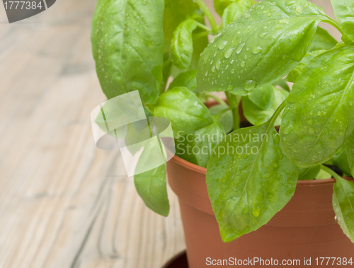 Image of Potted Basil