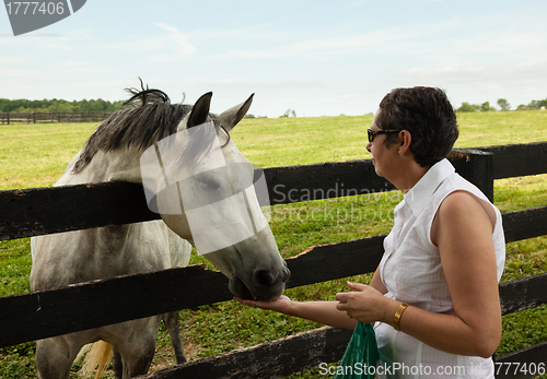 Image of Old chestnut horse in rural meadow being fed