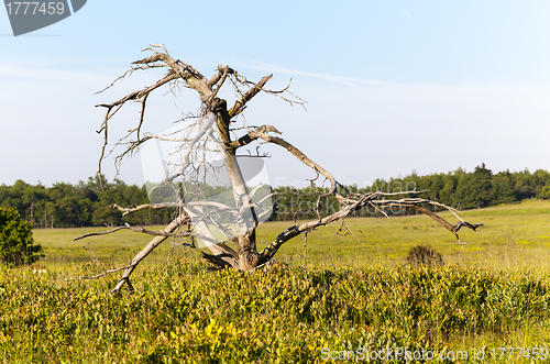 Image of Old gnarled tree in Big Meadows on Skyline Drive