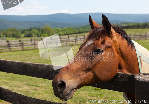 Image of Old chestnut horse in rural meadow on fence