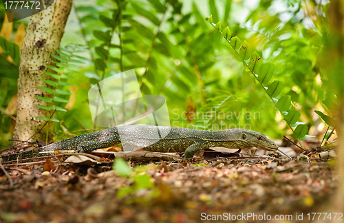 Image of goanna lizard in undergrowth