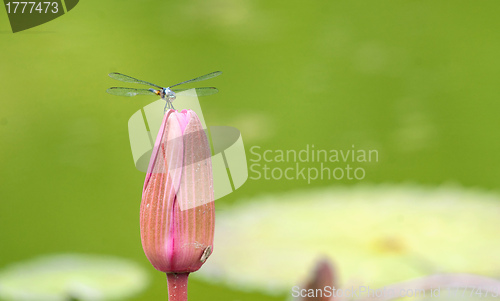 Image of dragonfly on a lily flower