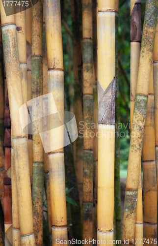 Image of tall yellow bamboo