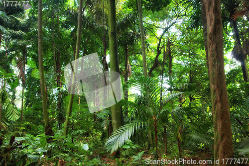 Image of beautiful rain forest trees