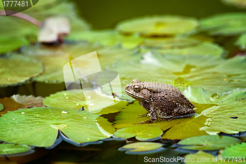 Image of frog on lilypad