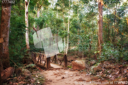 Image of bridge crossing in the forest