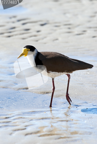 Image of masked lapwing on beach