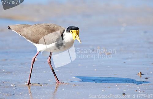 Image of masked lapwing on beach