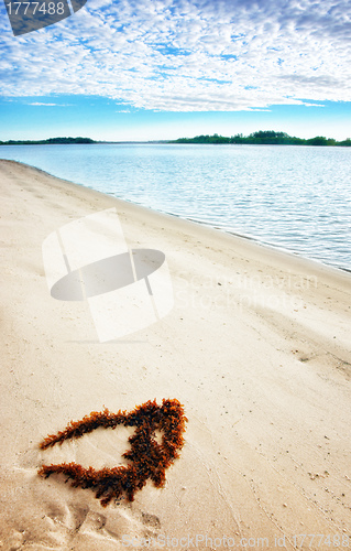 Image of seaweed on perfect beach