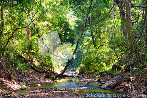 Image of river through the forest