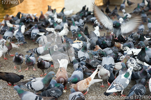 Image of flock pigeons feeding